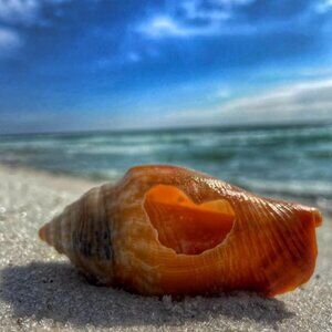 Unlisted #51 - #100 CONGRATS 🎉YOU WON AN AUCTION FROM @pcolabeachjen